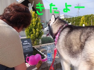 きたよー