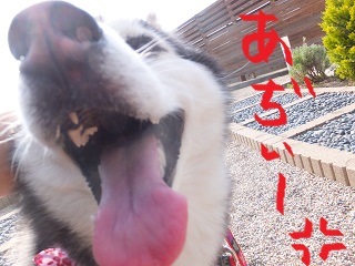 それにしてもアヂィー