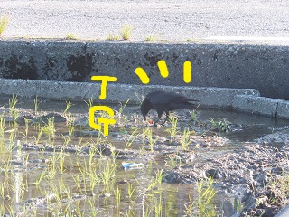 カラスTG