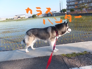 カラスハンター