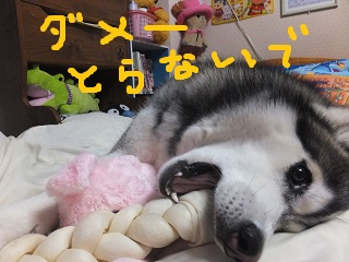 だめーとらないで