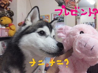 プレゼント?