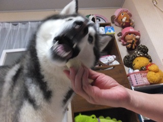 バナナむしゃむしゃ
