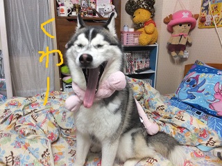 あくび くわー