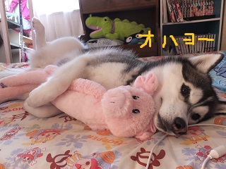 オハヨー