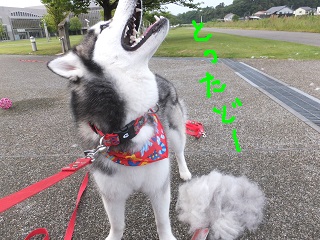とったどーーー