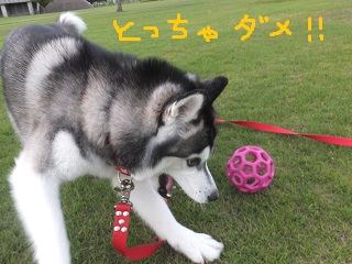 とっちゃダメ!!