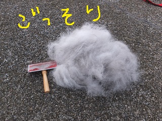毛ごっそり