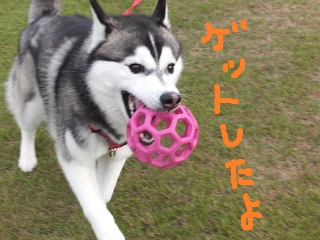 ゲットしたよ