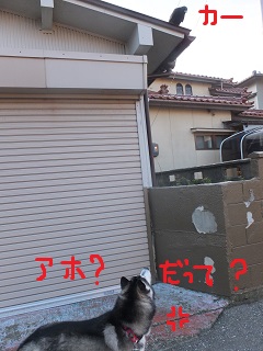 アホだって?
