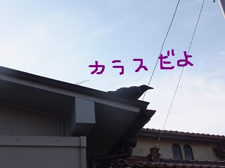 カラスだよ