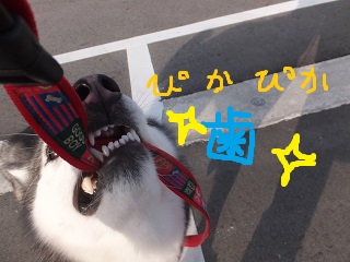 ぴかぴか歯
