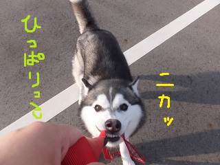 ひっぱりっこ