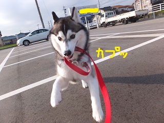 カプッ