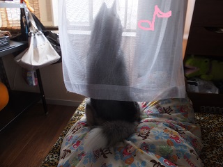 カーテン