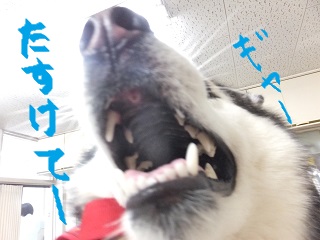 助けてー