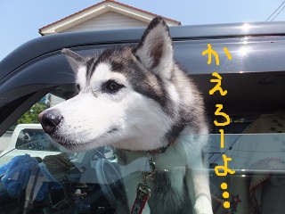 かえろーよ