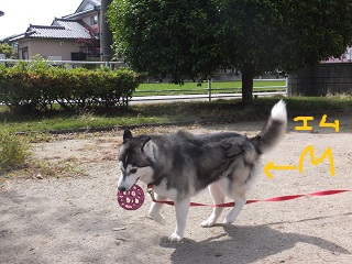 Mの字