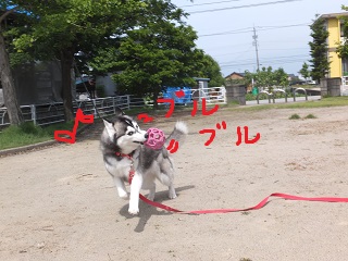 ぶるぶる
