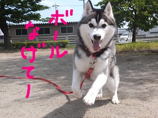 ボール投げて