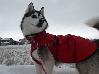 ハスキーには雪が似合う