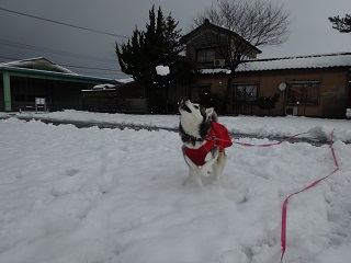 雪投げキャッチ