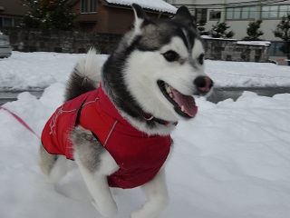 朝から雪遊び