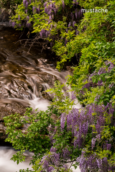 DSC_0083-1.jpg