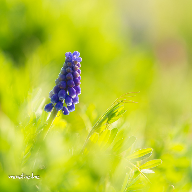 DSC_0252-1.jpg