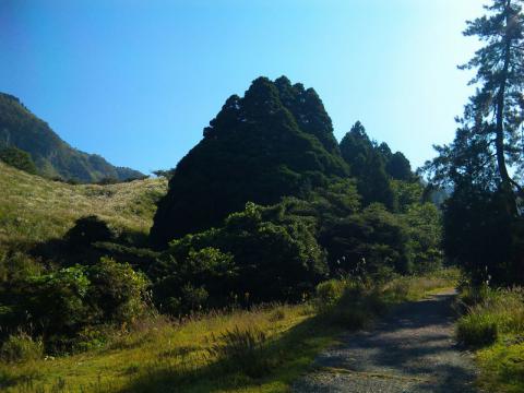 高森殿の杉 (3)