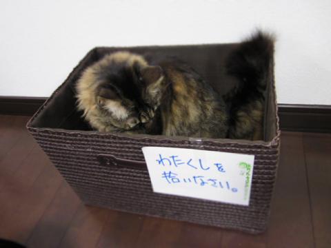 bskt03.jpg