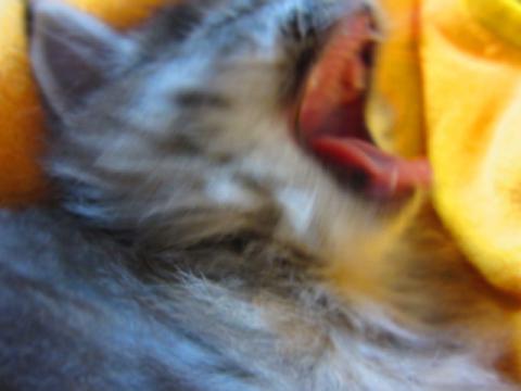 hncn07.jpg