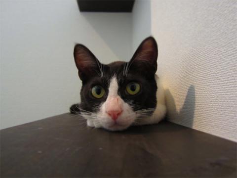 kidn02_20120724180820.jpg