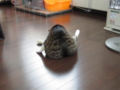 plb06.jpg
