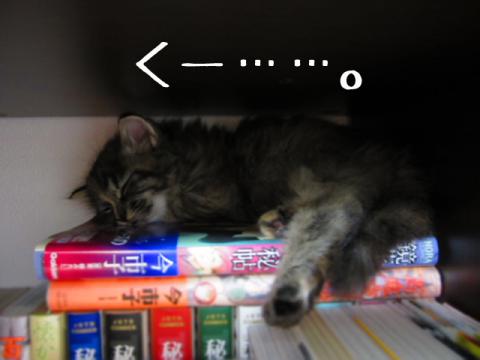 shinpo02.jpg