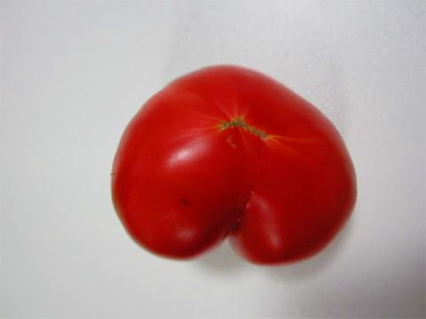 tomato02.jpg