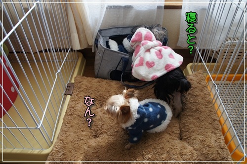 DSC07096.jpg