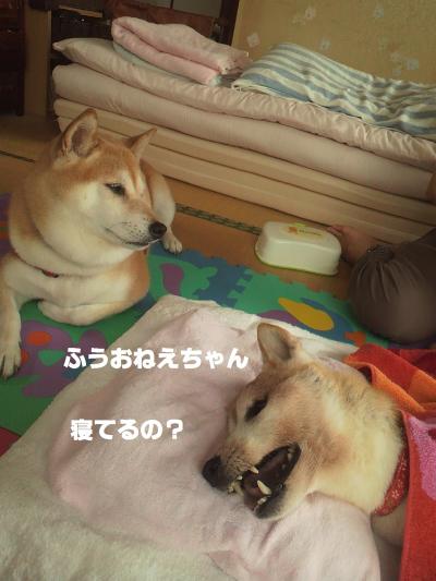 ふうねえ1