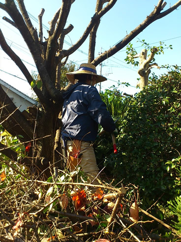 福岡 植木屋 撮影