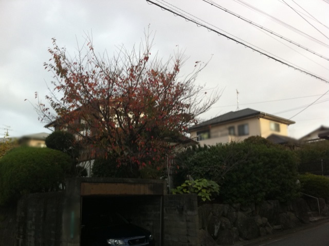 福岡 庭木剪定 植木屋