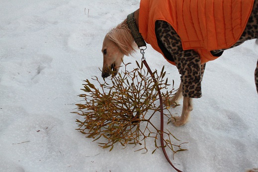 13_20140201004502ced.jpg