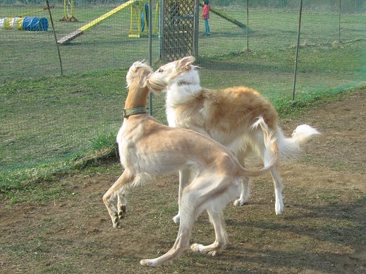 71_20130414230158.jpg