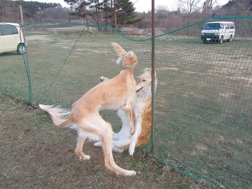 81_20130414230354.jpg
