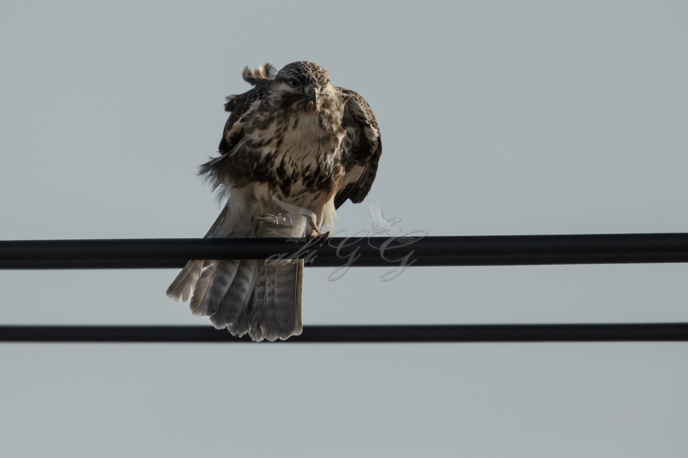 AT2T0737-77.jpg