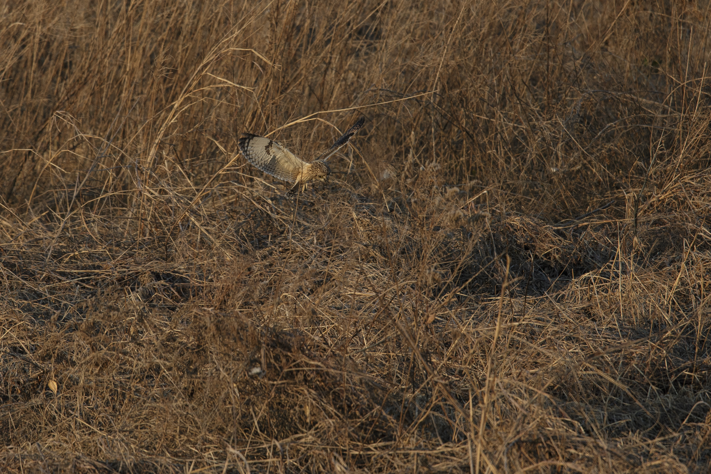 AT2T0967-7.jpg