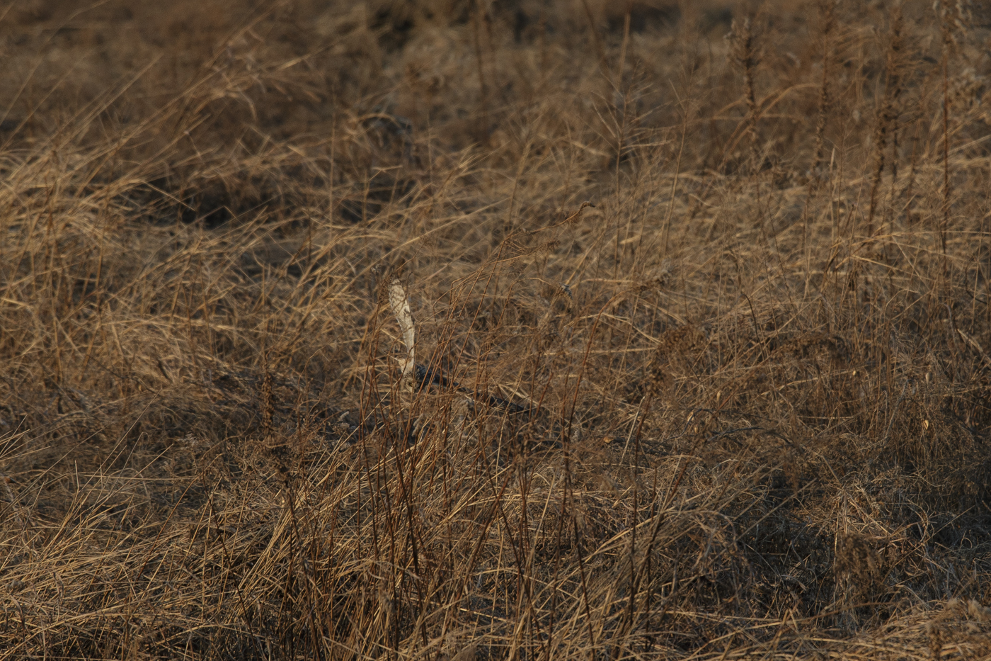AT2T0976-7.jpg