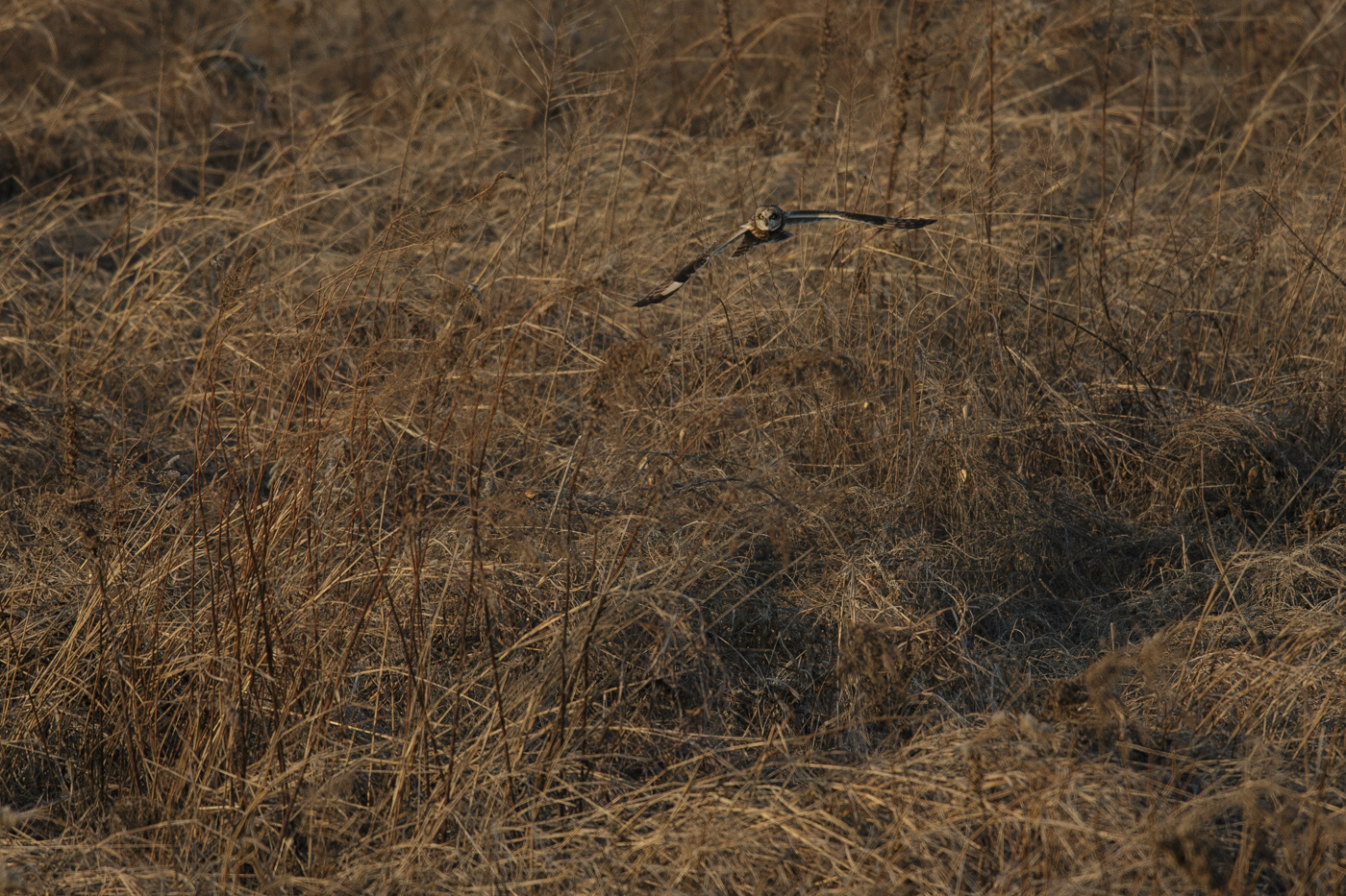 AT2T0979-7.jpg