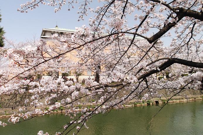 京都美術館と桜