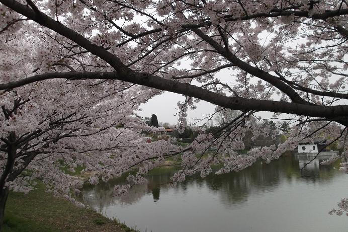 鶴見緑地池の桜