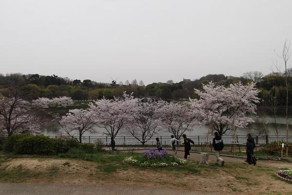 桜の下を走る子供